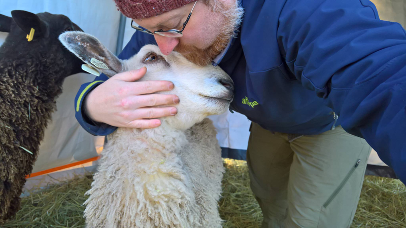 Fred would be very happy to come in side and live as a house/lap sheep.